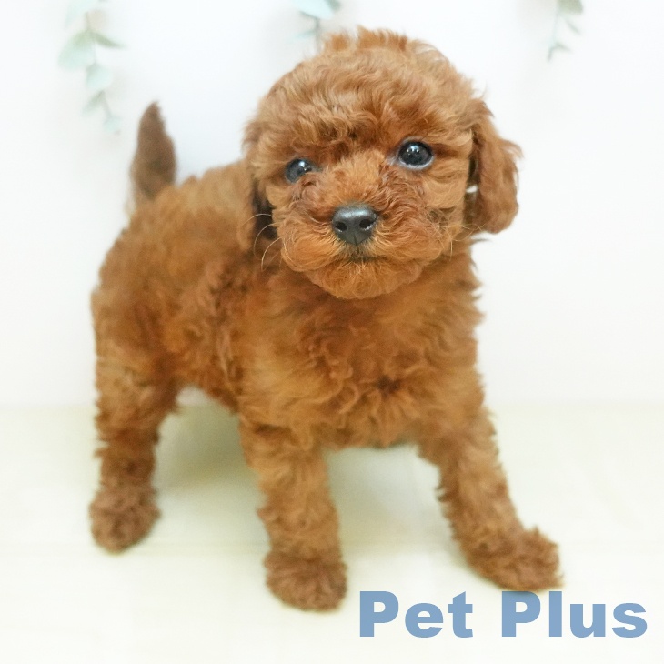 トイ・プードル