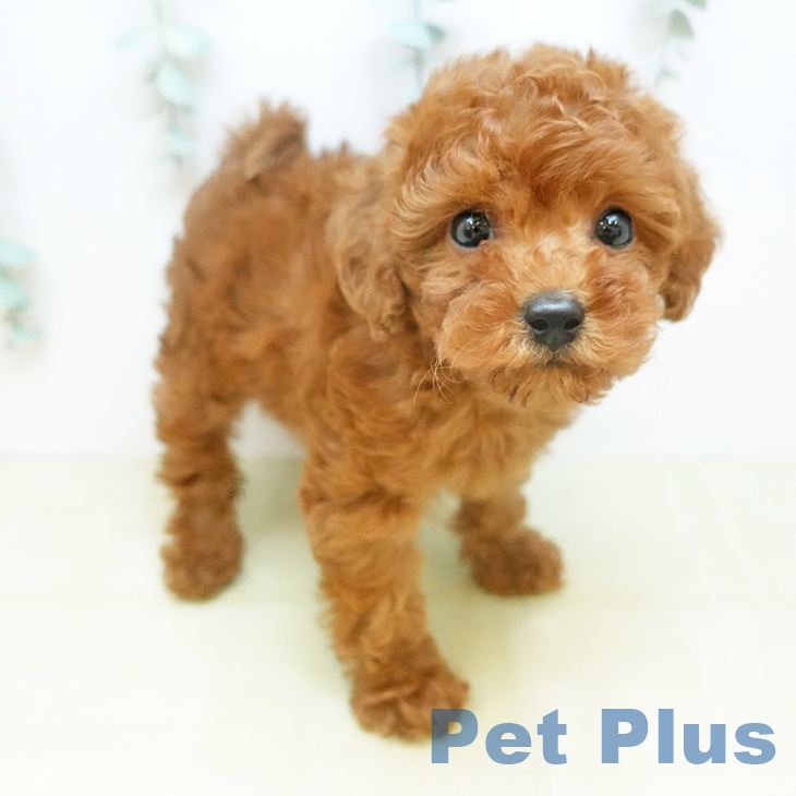 トイ・プードルの写真1