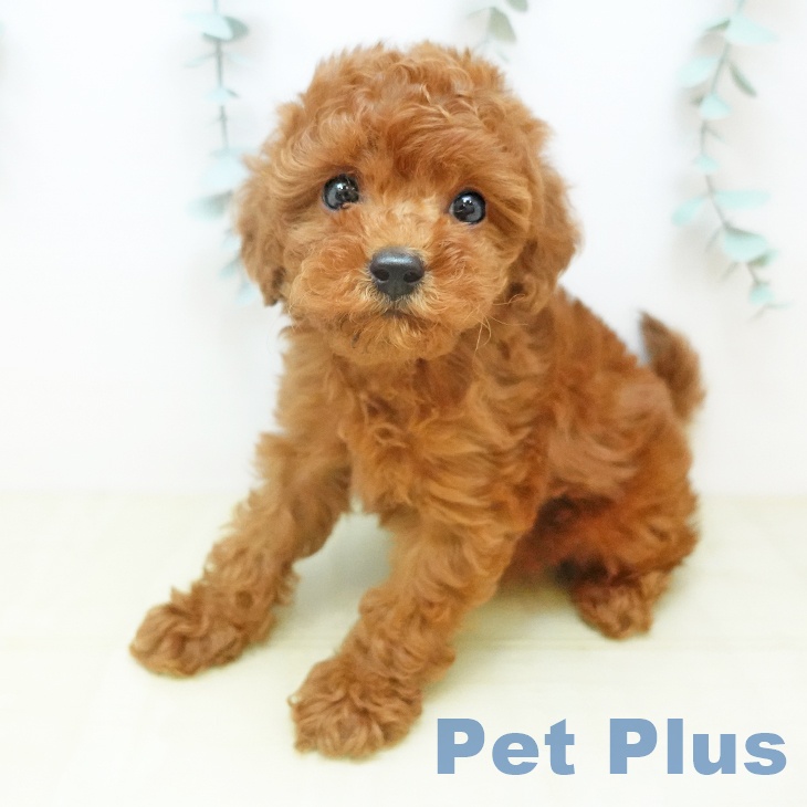 トイ・プードルの写真2