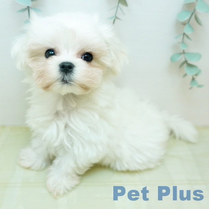 マルチーズの写真1