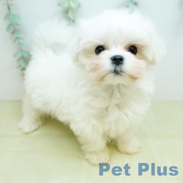 マルチーズの写真2