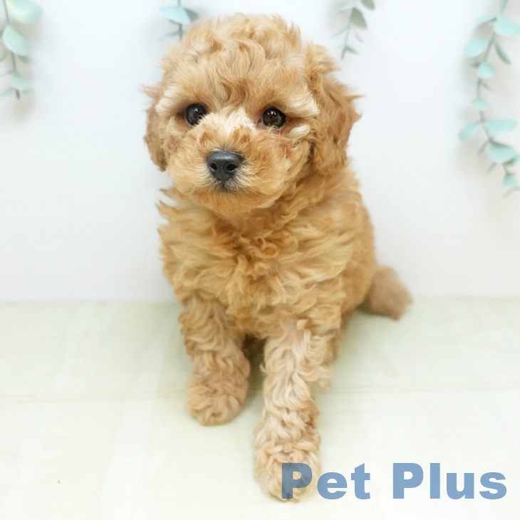 トイ・プードル