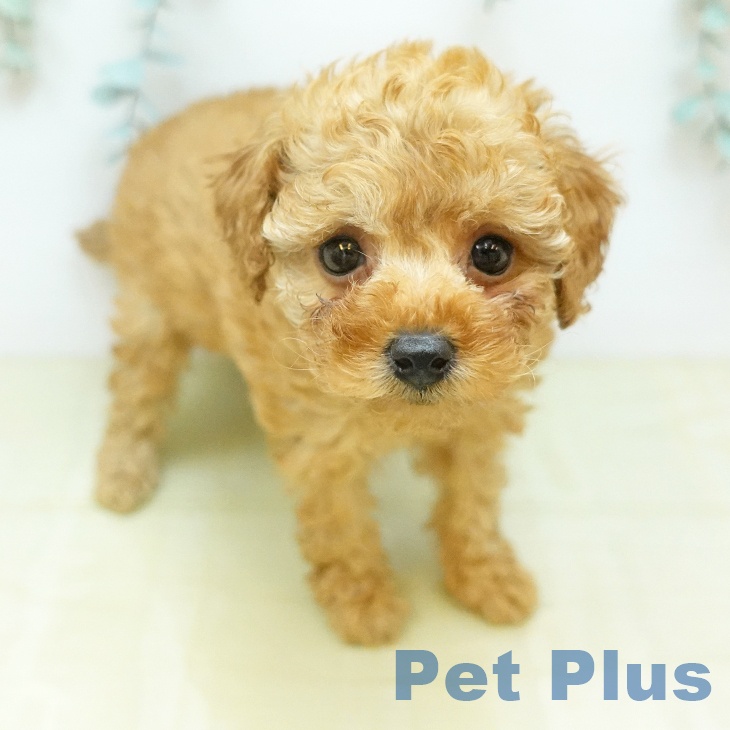 トイ・プードル