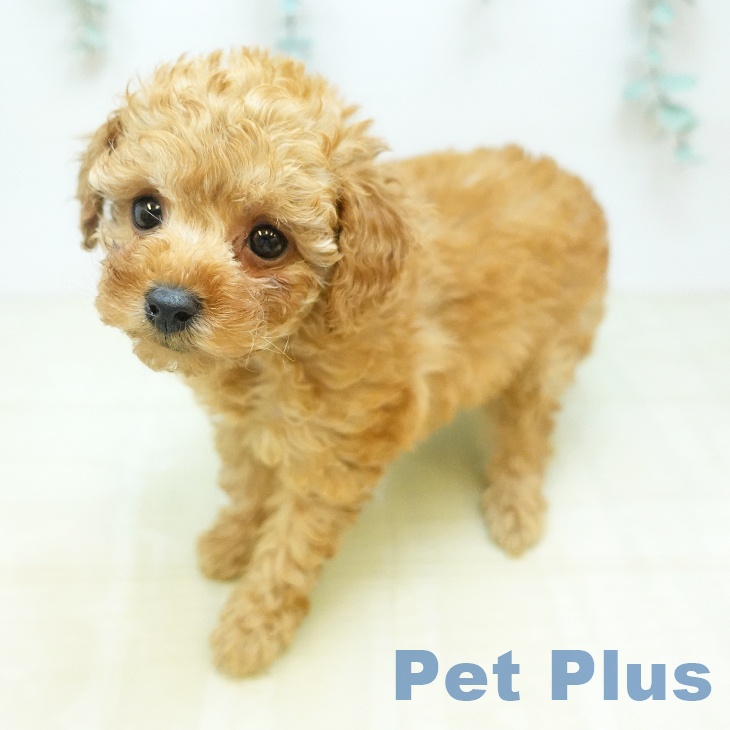 トイ・プードルの写真2