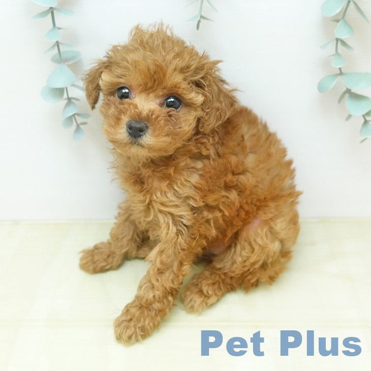 トイ・プードル