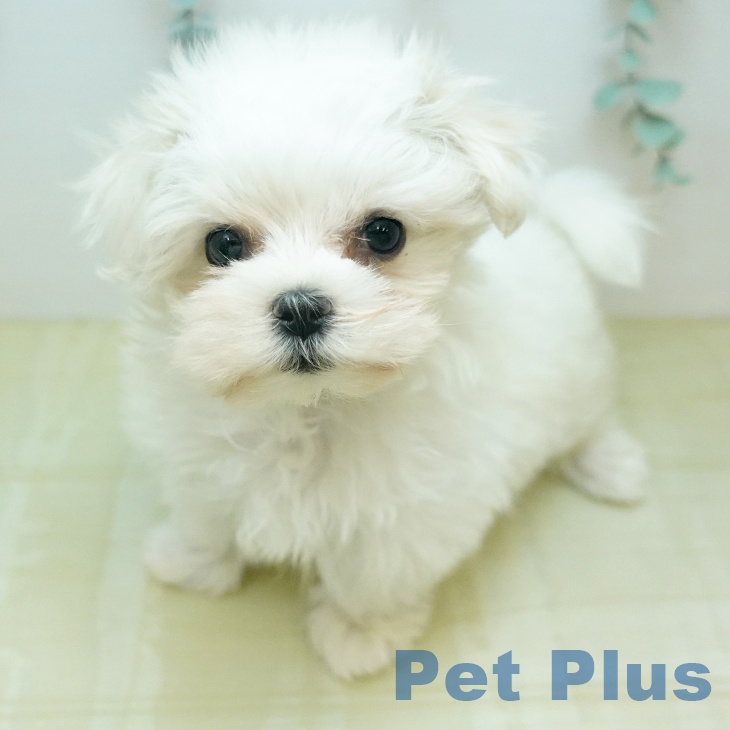 マルチーズの写真1