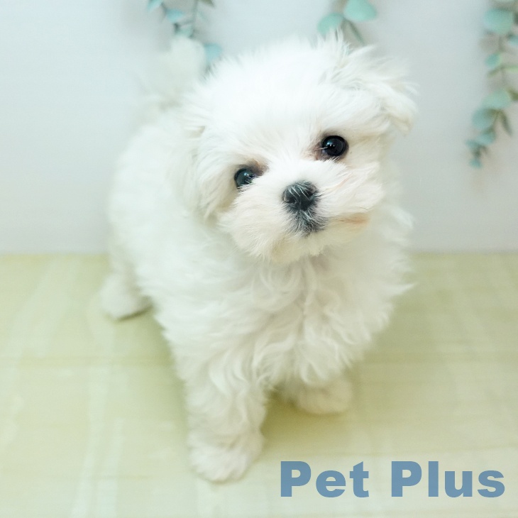 マルチーズの写真2