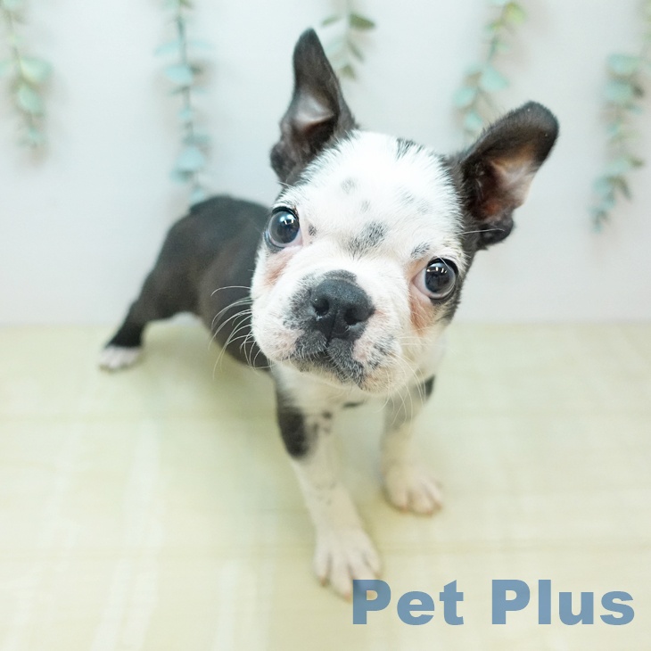 ボストン・テリア