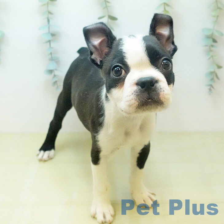 ボストン・テリア