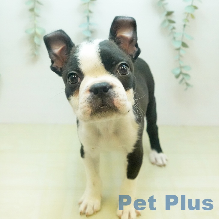 ボストン・テリアの写真2