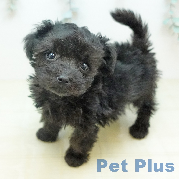 トイ・プードル