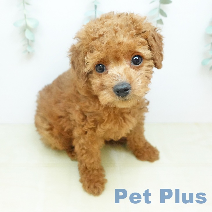 トイ・プードルの写真2