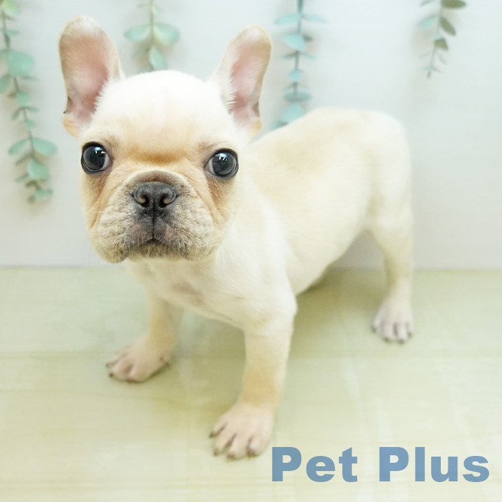 フレンチ・ブルドッグの写真1