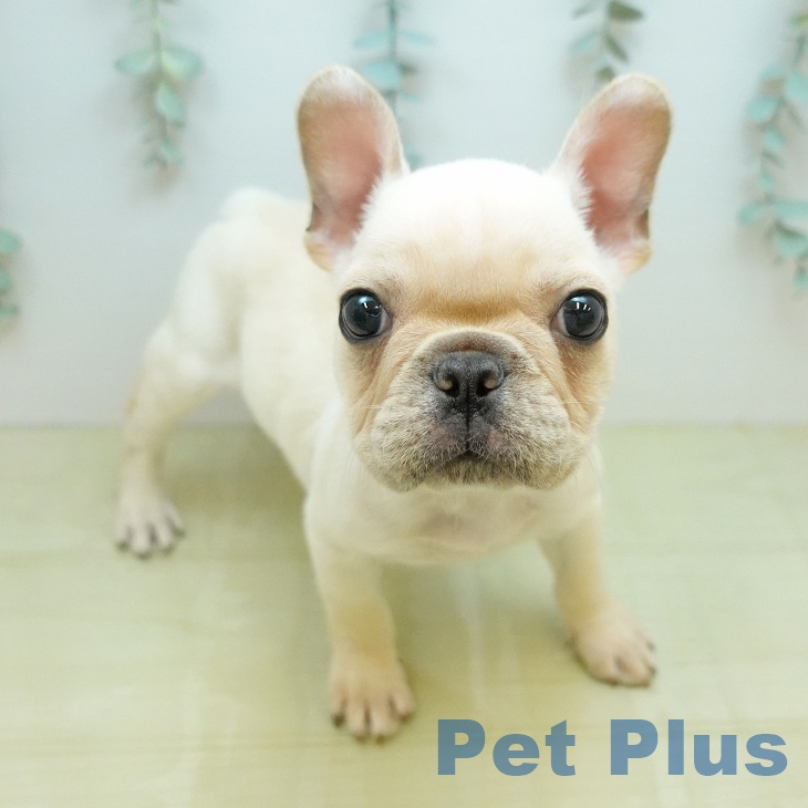 フレンチ・ブルドッグの写真2