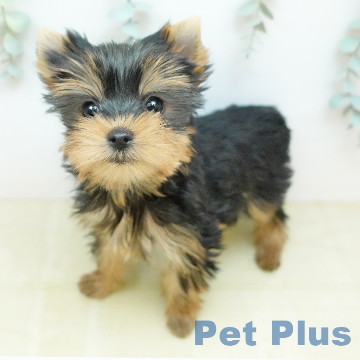 ヨークシャー・テリア