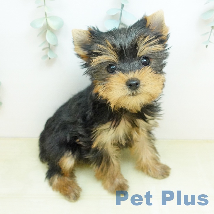 ヨークシャー・テリアの写真2