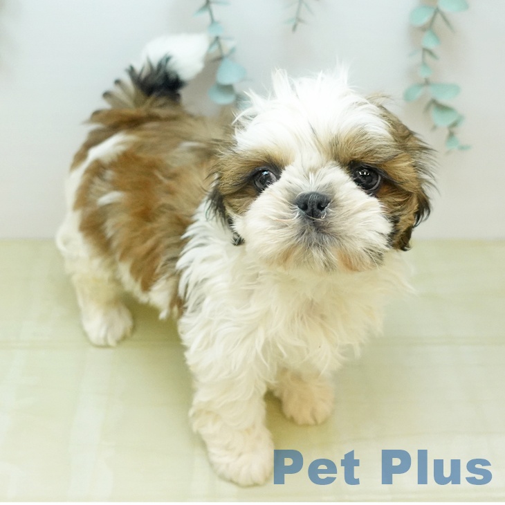 シー・ズーの写真2