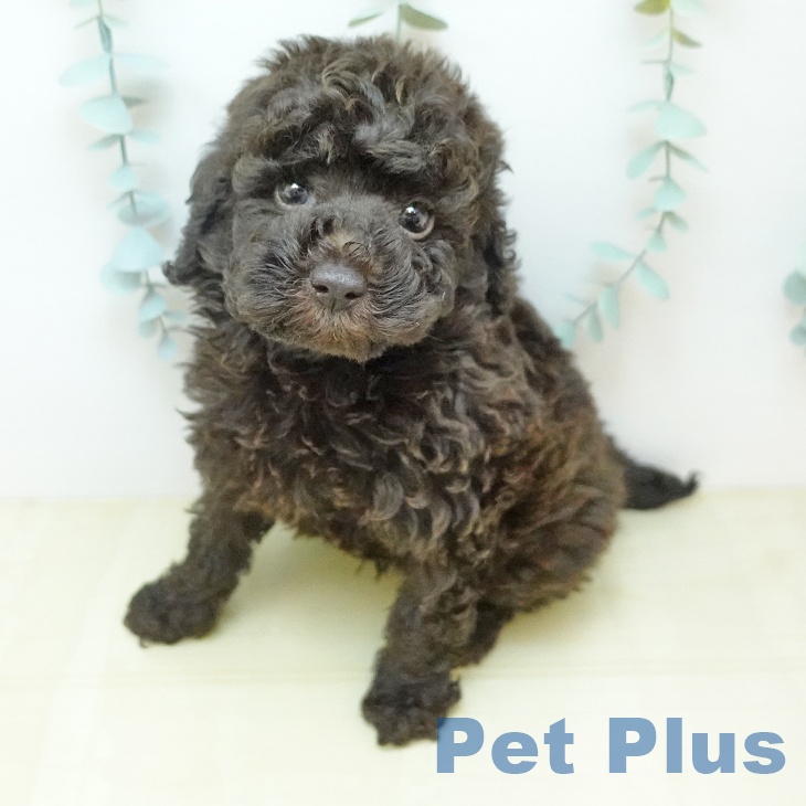 トイ・プードル