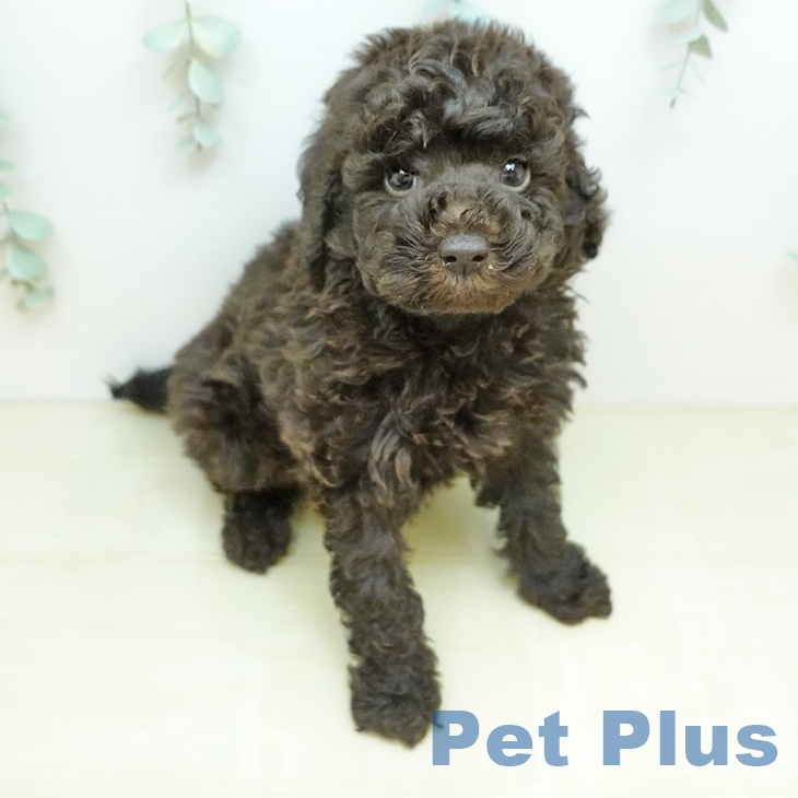 トイ・プードル