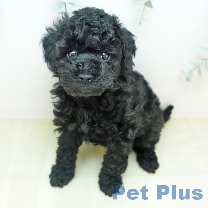 トイ・プードル