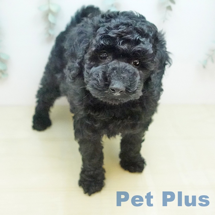 トイ・プードル