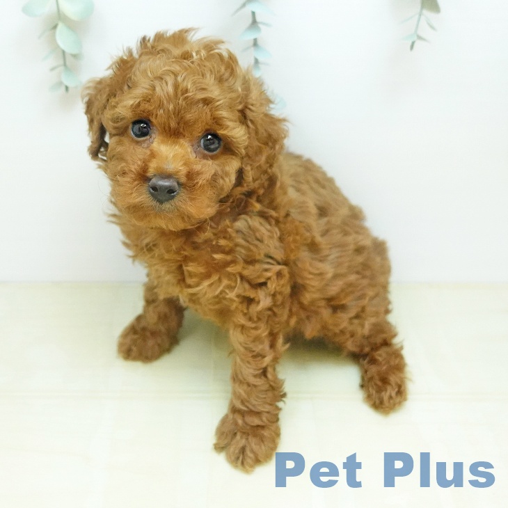 トイ・プードル