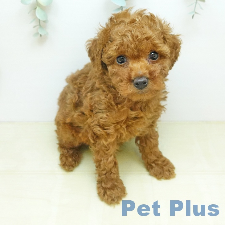 トイ・プードル