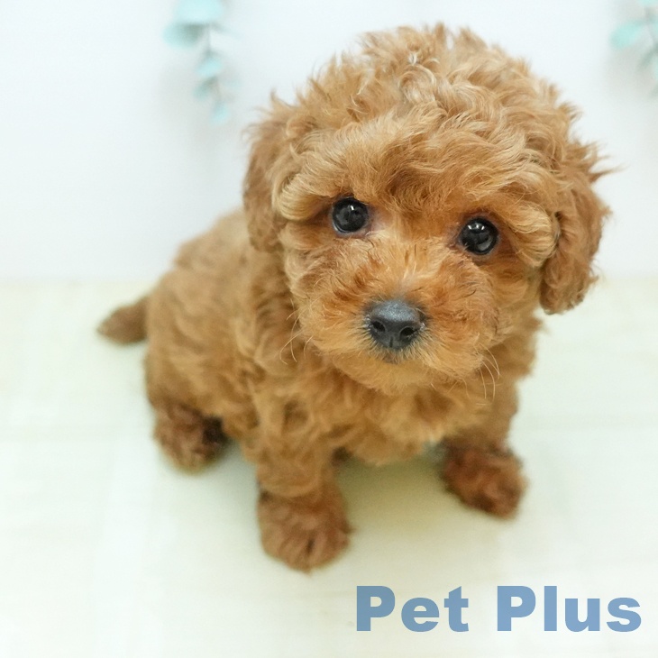 トイ・プードル