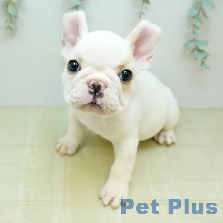 フレンチ・ブルドッグ