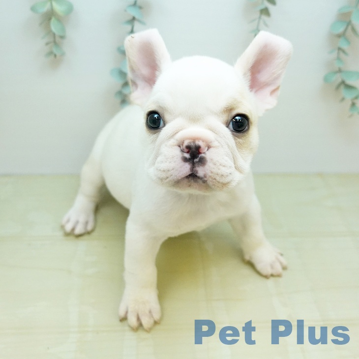 フレンチ・ブルドッグ