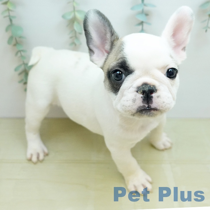 フレンチ・ブルドッグの写真2