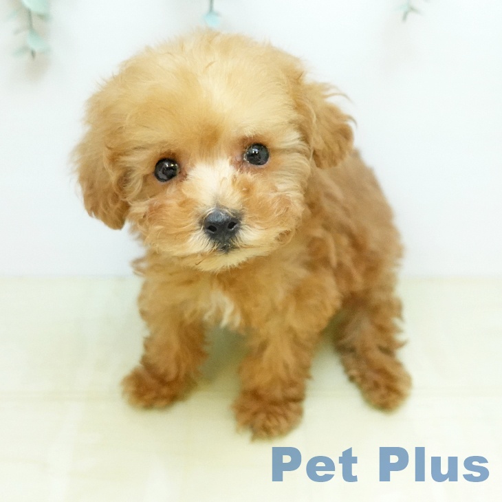 トイ・プードル