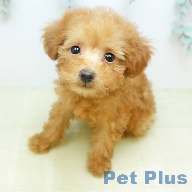 トイ・プードル