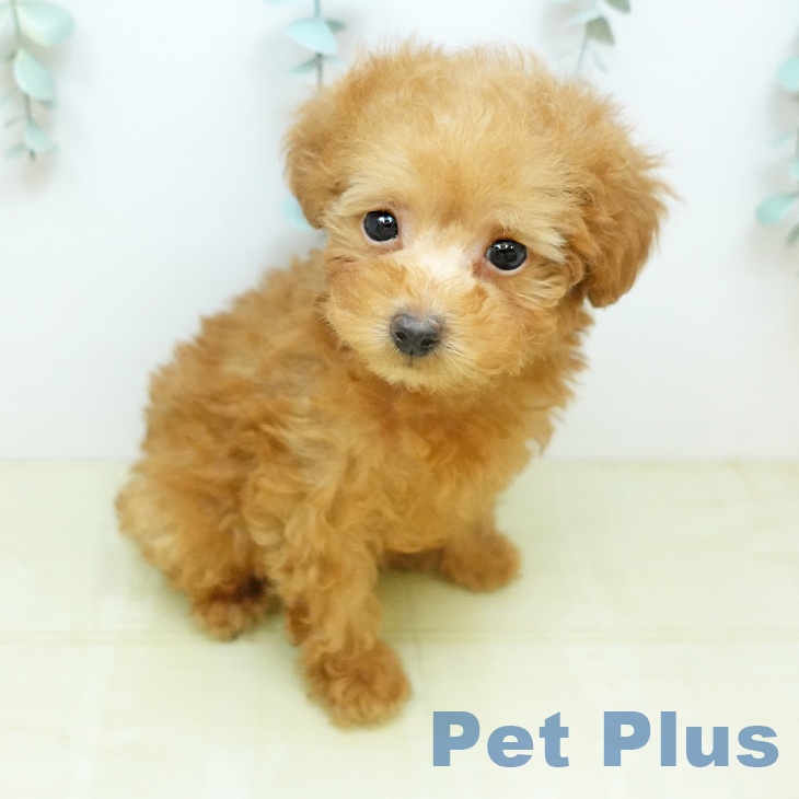 トイ・プードル