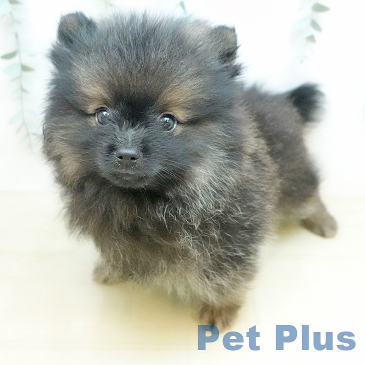 ポメラニアンの写真2