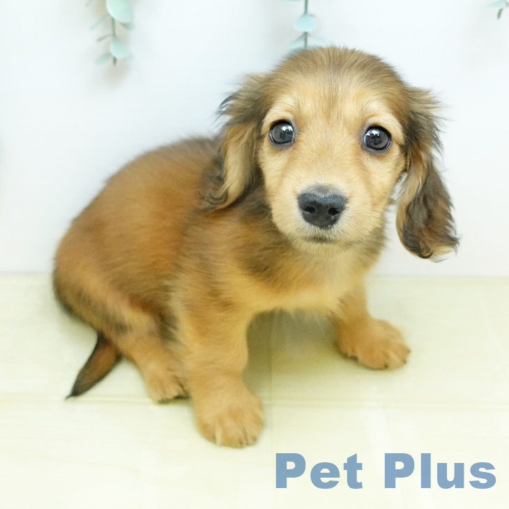 ミニチュア・ダックスフンド