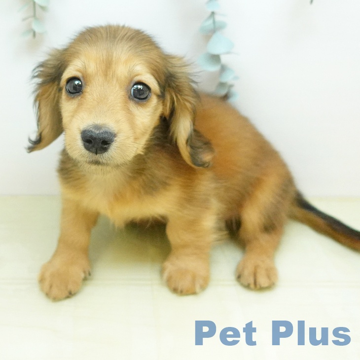 ミニチュア・ダックスフンド