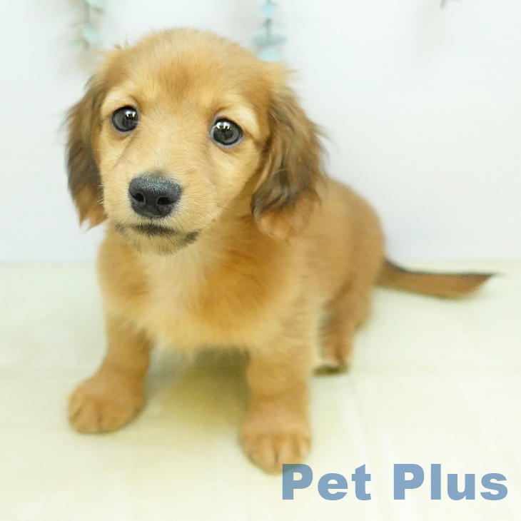 ミニチュア・ダックスフンド