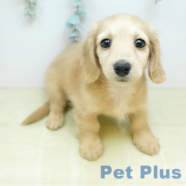 ミニチュア・ダックスフンド