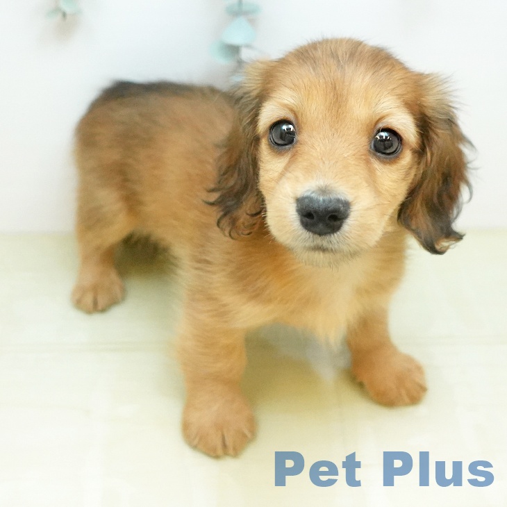 ミニチュア・ダックスフンド