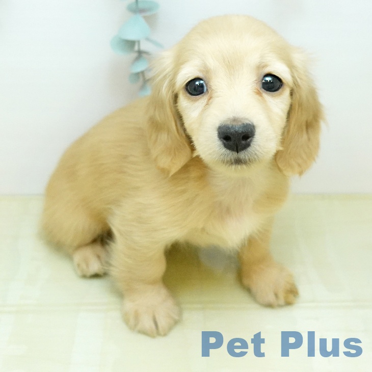 ミニチュア・ダックスフンド