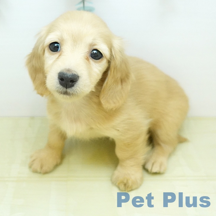 ミニチュア・ダックスフンド