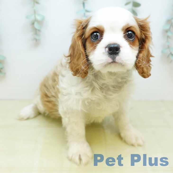 キャバリア・キングチャールズ・スパニエルの写真2