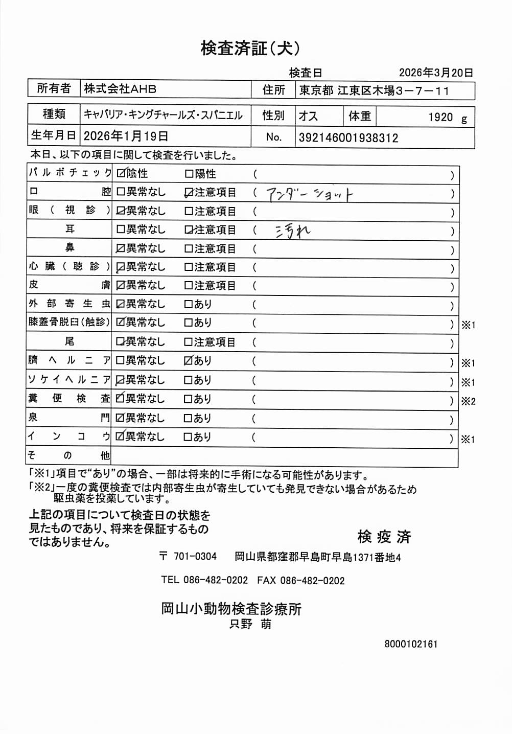 キャバリア・キングチャールズ・スパニエル