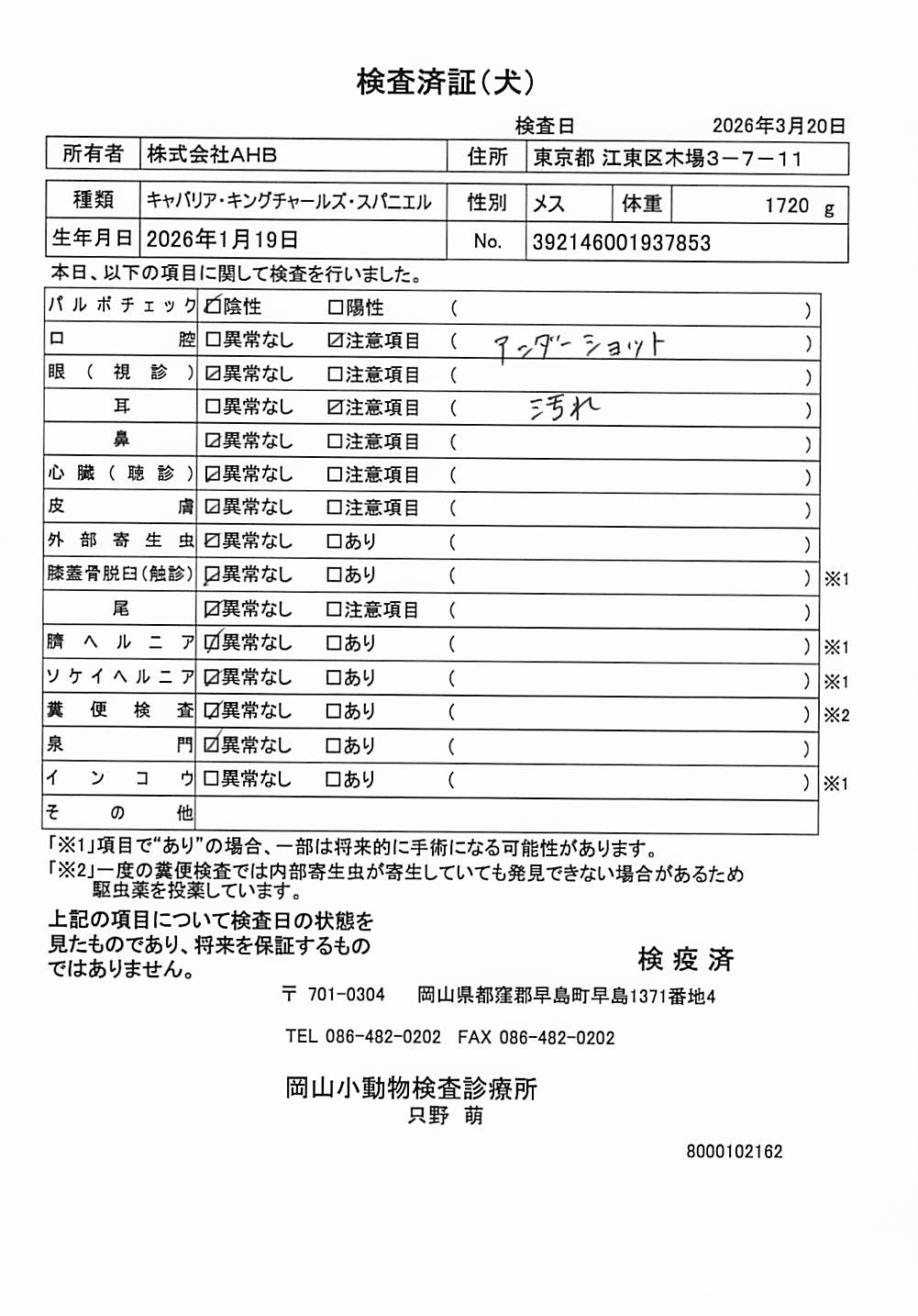 キャバリア・キングチャールズ・スパニエル