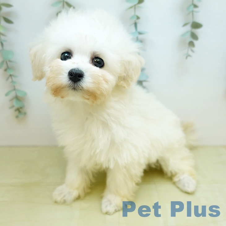 トイ・プードル