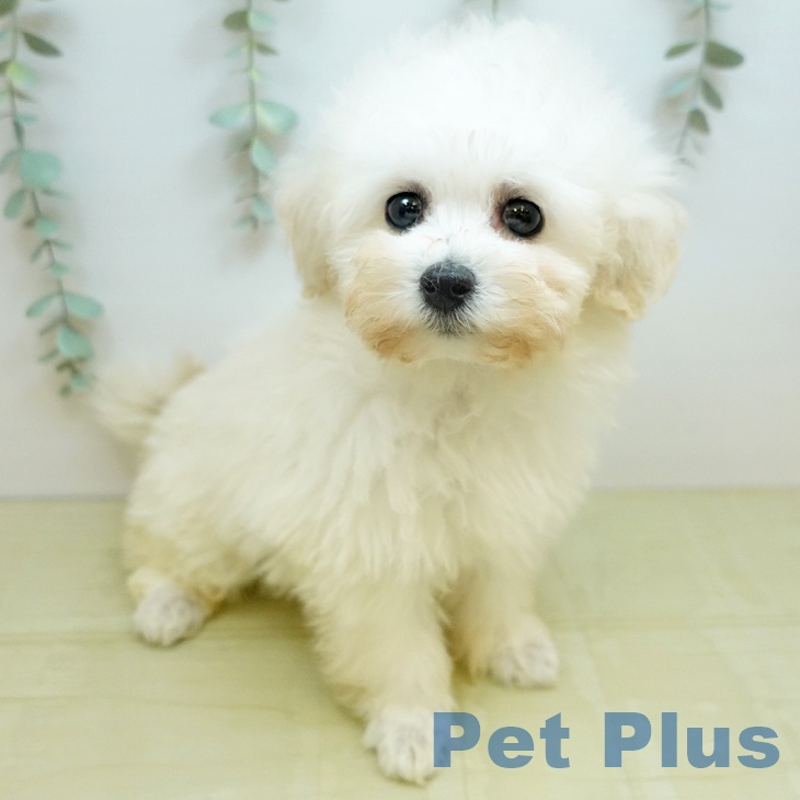 トイ・プードルの写真2