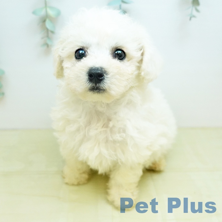 ビション・フリーゼの写真1