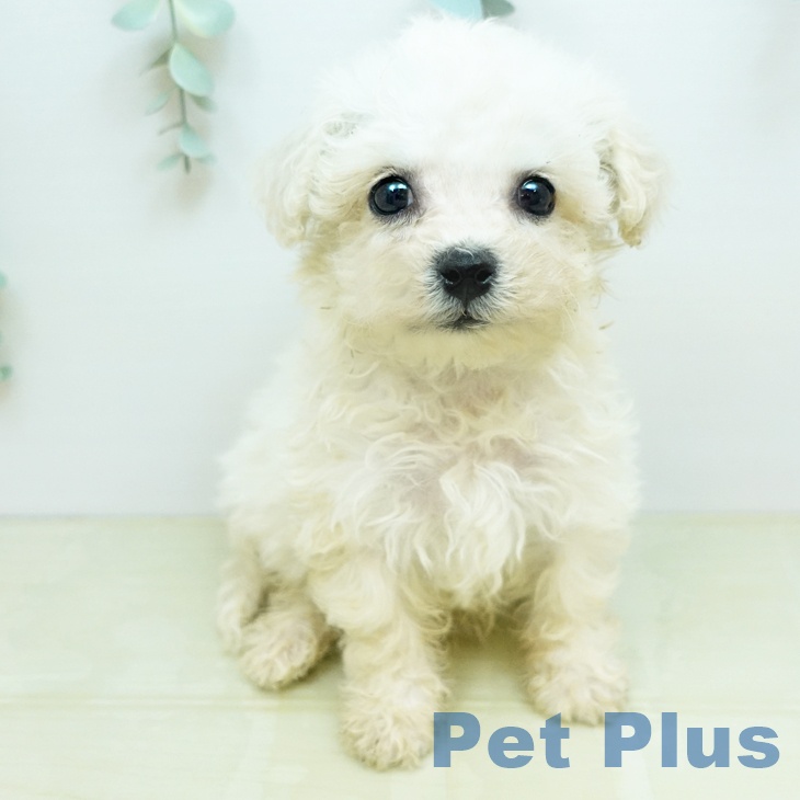 ビション・フリーゼの写真1