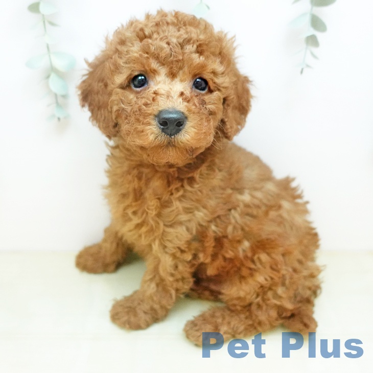 トイ・プードル